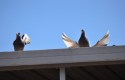 Birds on Roof